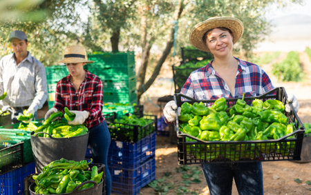 Young woman professional farmer holding crate full of bell peppers in farm fieldの写真素材