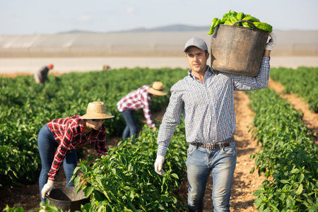 Farmer carrying basket with bell peppers on farm fieldの写真素材