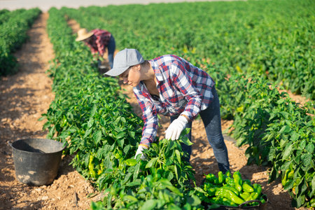 Positive woman harvesting fresh bell peppers on plantationの写真素材