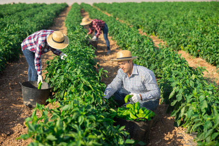 Portrait of man picking harvest of bell peppers to crateの写真素材