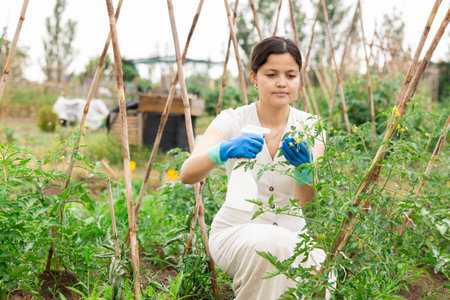 Spraying insecticide on tomato plants from bad insect pest infestation.の写真素材