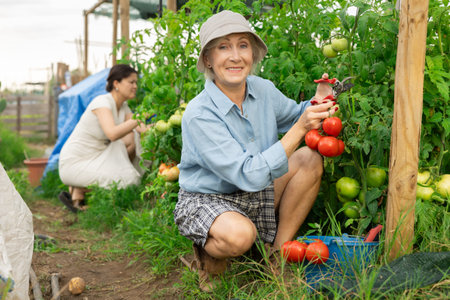mature woman tomatoes harvest