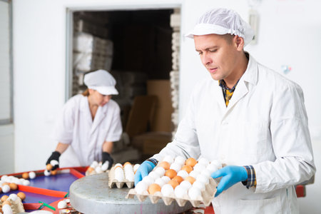 Chicken farm employee sorts and labels chicken eggsの写真素材