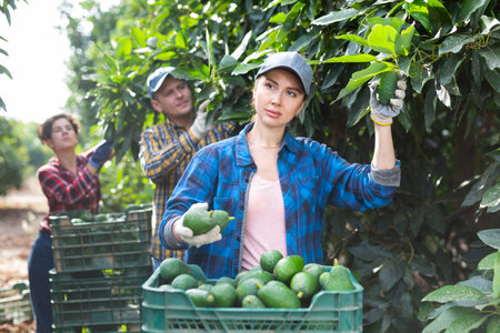 Positive woman harvesting ripe avocado in orchardの写真素材