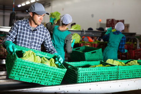 Focused man stacking boxes with lettuce at vegetable sorting factory