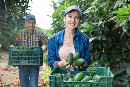 Smiling gardener woman posing with full avocado boxesの写真素材