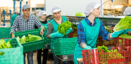 Vegetable factory workers sorting green lettuceの写真素材