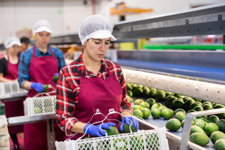 Skilled female employee in uniform inspecting quality of avocado in box at sorting factoryの写真素材