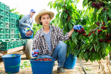 Hardworking female farmer picks cherries while squatting