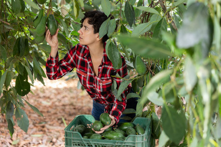 Positive farmer woman picking avocados in gardenの写真素材