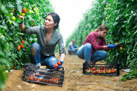 Female farm worker gathering crop of organic tomatoes cultivar
