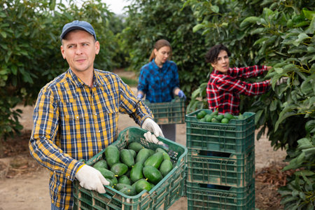 Serious European male picking ripe organic avocados in plastic container box in orchard or on farm...