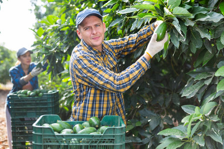 Confident man harvesting ripe green avocado at fruit farmの写真素材