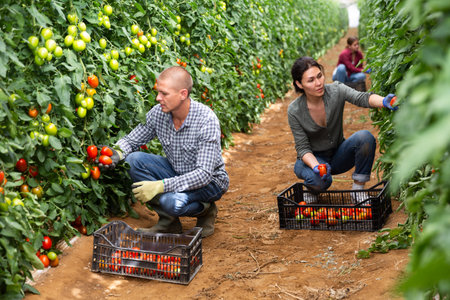 Girl, man and woman harvesting tomatoesの写真素材