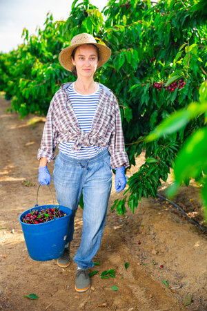 Portraite of positive woman harvests ripe cherry in orchard