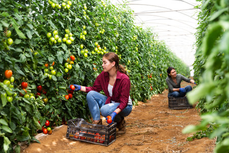 Hired workers harvest tomatoesの写真素材