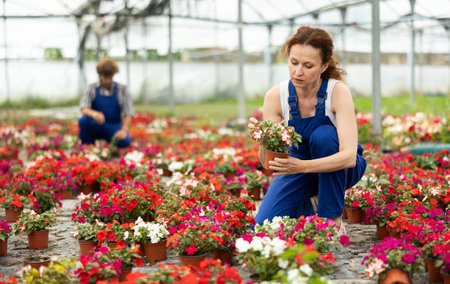 Woman Greenhouse Worker with Flowersの写真素材