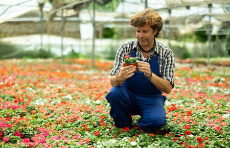Male farm worker caring for flowers of the Balsaminaceae genus in greenhouse