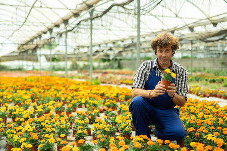 Male worker inspects young generation of pot marigolds plants. Ornamental plants, landscaping, landscape design, transplant seedlingsの写真素材