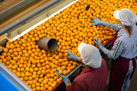 Focused workwomen working on mandarins sorting line in factoryの写真素材