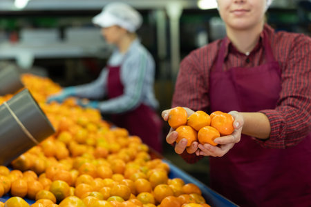 Hands of female fruit sorting factory worker holding tangerines