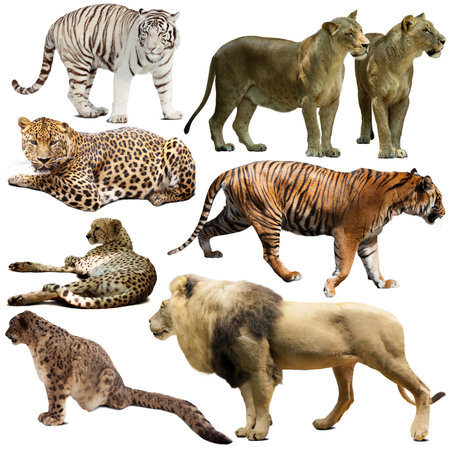 Set of wild mammals animals from cat family isolatedの写真素材