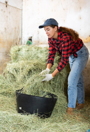 Female stable worker stacking fresh hay into horse feeding basketの写真素材