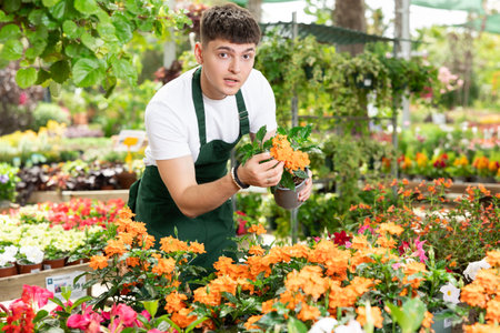 Man florist in apron arranging flowers crossandra in pots at flower shopの写真素材