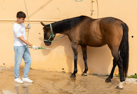 Male employee waters horse with water from hose and washes animal after walk.の写真素材