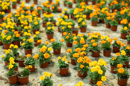 Many flower pots with blooming flowered marigolds stand in hothouseの写真素材
