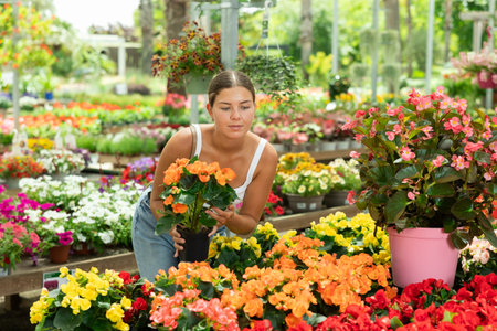 Girl choosing blooming potted begonia x hiemalis in garden storeの写真素材