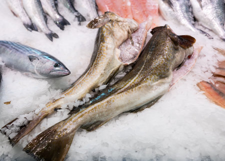 Raw cod fish on ice at fish market counterの写真素材