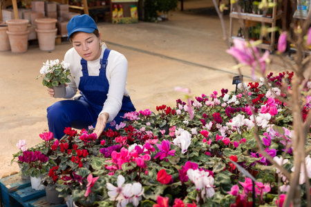 Gardening female worker in overall inspects young cyclamen plants after treatment with antifungal drugs. Care, supervision, fungicidesの写真素材