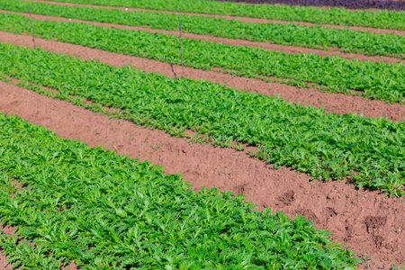 Rows of arugula growing on farm landの写真素材