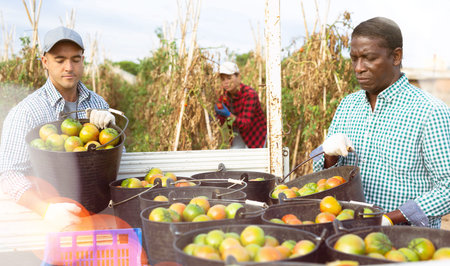 Two farmers harvesting tomatoes in buckets and stacking them on back of truck in farmer field