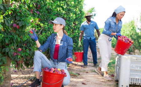 Young female gardener during harvesting of plums at gardenの写真素材