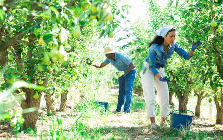 Woman farmer picks ripe pears in the garden. Harvesting pears in orchardの写真素材