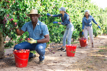 African male gardener picking plums from treeの写真素材