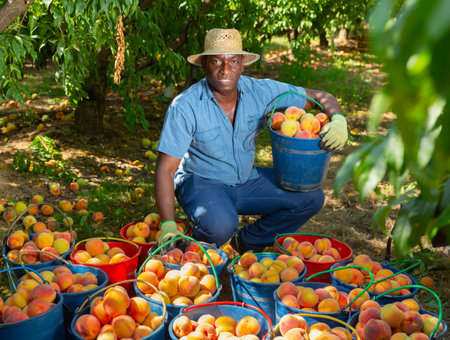 Positive man with many buckets of ripe peachs in orchardの写真素材