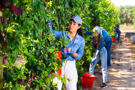Asian woman gardener with red bucket picking plums