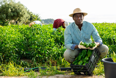 Man horticulturist gathering green bell pepperの写真素材