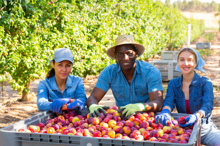 Portrait of three farmers squatting in a fruit nursery with buckets plums next to a crate fruit