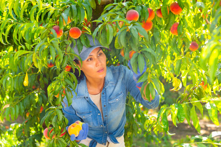 Woman picking peaches in gardenの写真素材