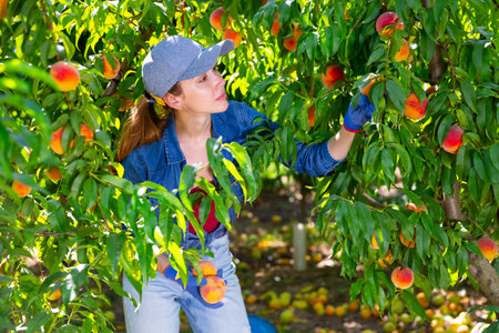 Young workwoman harvesting organic peaches in farm garden
