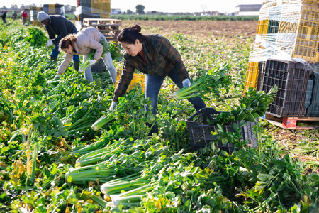 Woman picking fresh celery with co-workers on vegetable fieldの写真素材