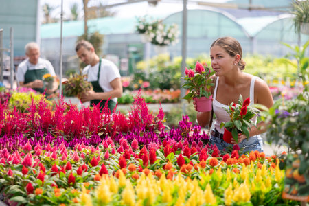 Girl walks through exhibition of ornamental plants, examines celosia in showcaseの写真素材