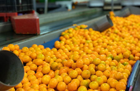 Closeup view of freshly picked ripe mandarins on industrial sorting line at packaging factory..の写真素材