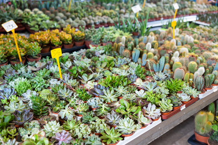 Rows of various cactus and succulents at flower marketの写真素材