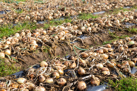 Freshly picked onion drying on farm fieldの写真素材