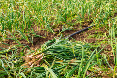 Pile of freshly harvested green young garlic on farm fieldの写真素材